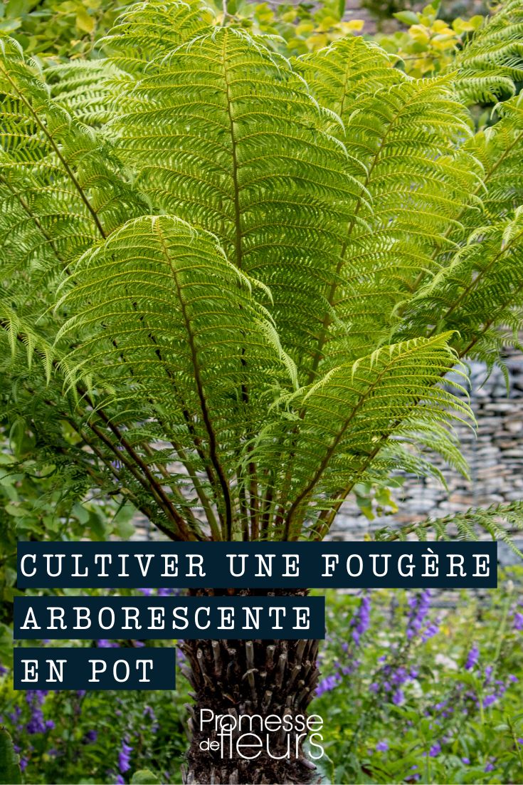 Cultivo de Dicksonia, feto-arbóreo em vaso ou floreira
