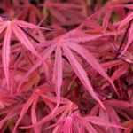 7 Bordos do Japão de folhagem vermelha