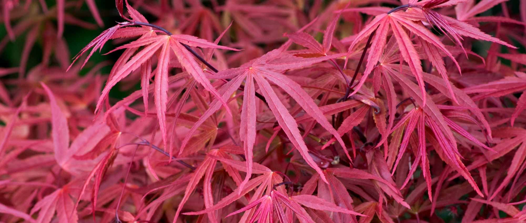 7 Bordos do Japão de folhagem vermelha