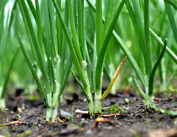 Como semear e utilizar a cebola-verde?
