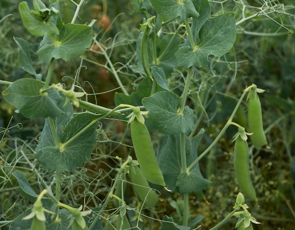 Sementeira de ervilhas: como ter sucesso no cultivo, da sementeira à colheita, na horta