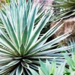 Agaves, iúcas e cactos: plantas exóticas para um jardim único!