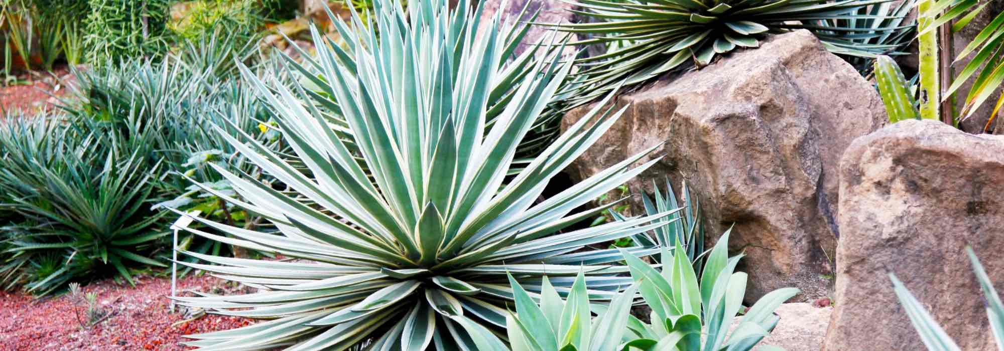 Agaves, iúcas e cactos: plantas exóticas para um jardim único!