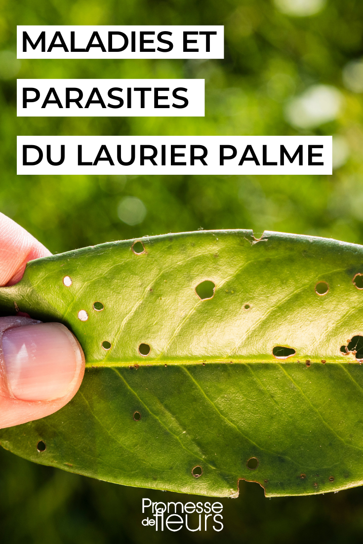 Prunus laurocerasus: doenças e pragas