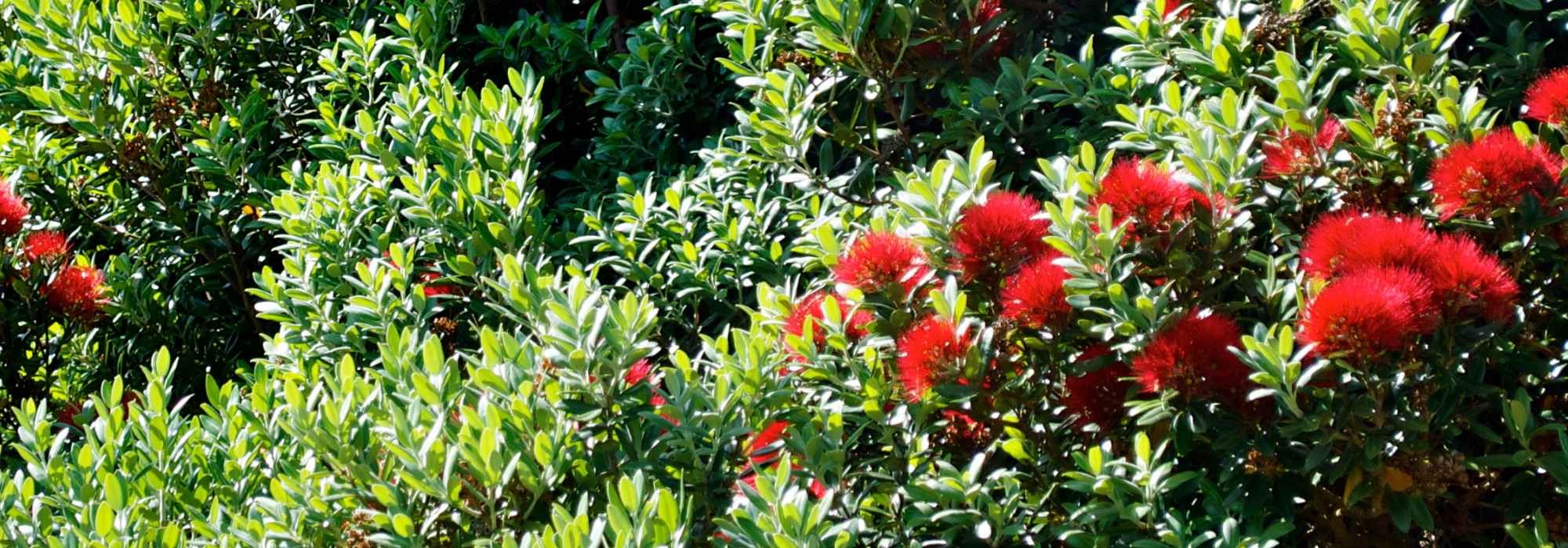 Metrosidero: plantar, cultivar