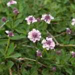 Como multiplicar a lippia ou Phyla nodiflora?
