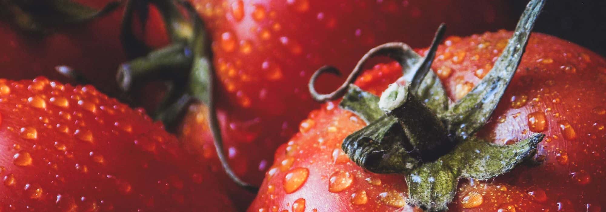 Os tomates: sementeira, plantação, cuidados e colheita