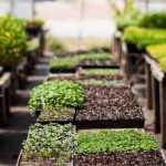 A estufa Walipini: para cultivar legumes durante todo o ano