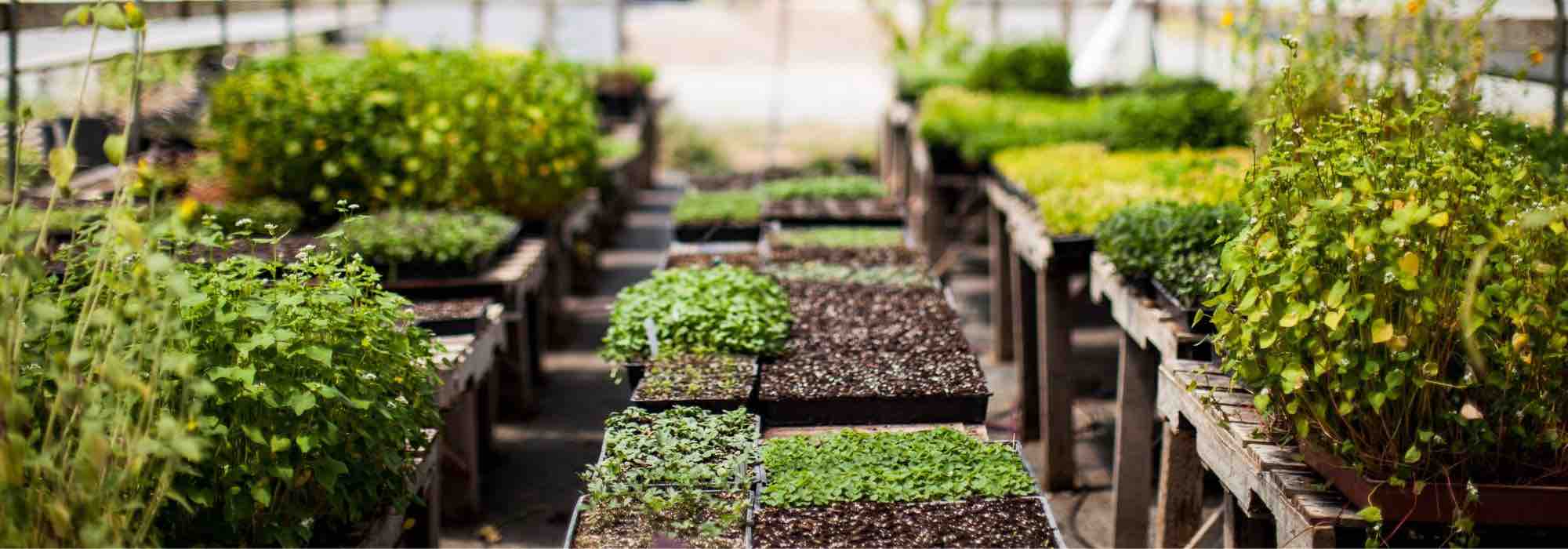 A estufa Walipini: para cultivar legumes durante todo o ano