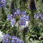 Criar um jardim inspirado na Madeira, a ilha das flores