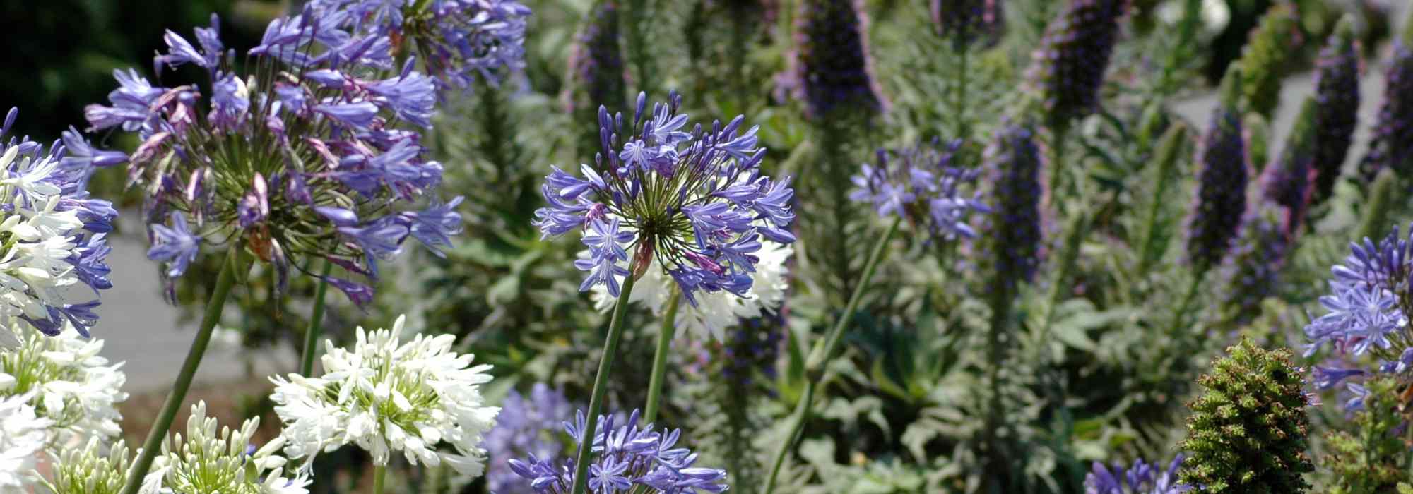 Criar um jardim inspirado na Madeira, a ilha das flores