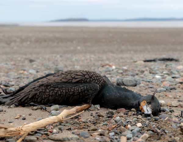 Gripe aviária: quais são as consequências para as aves selvagens?