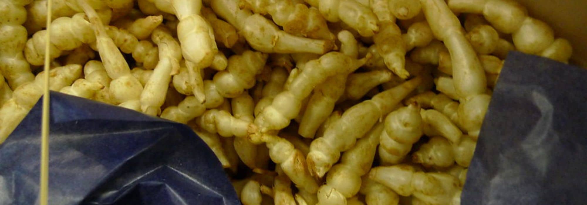 Cultivar o crosne na horta