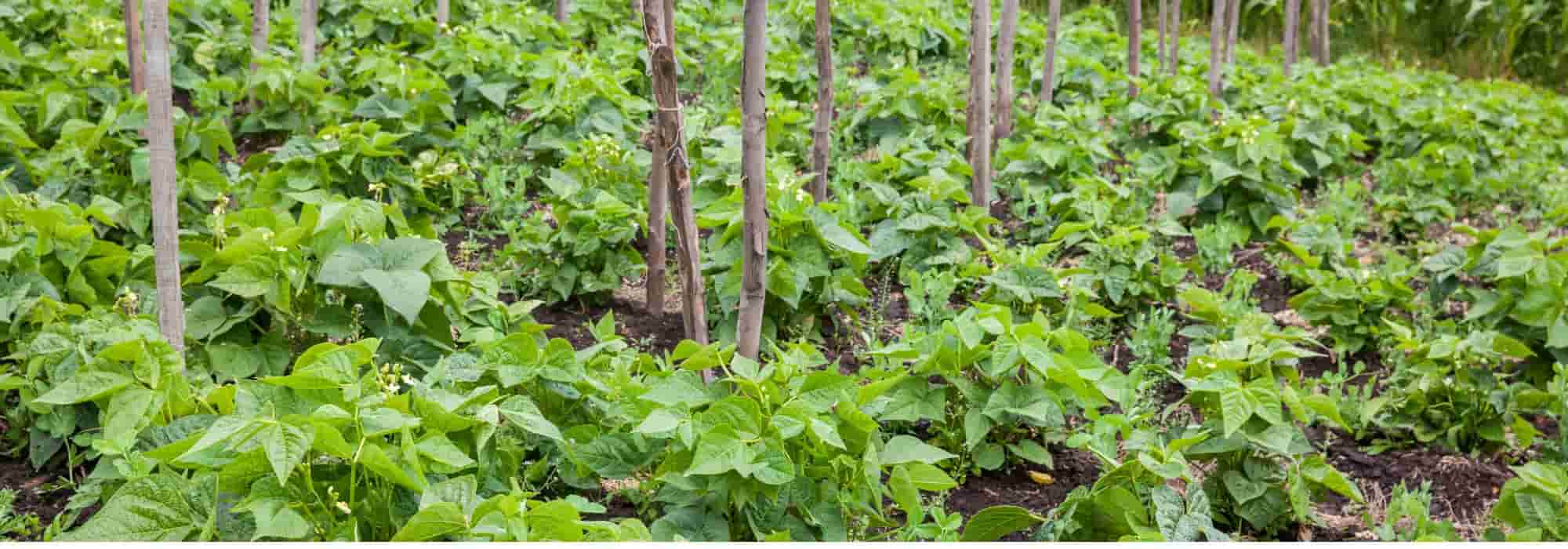 Feijões de filamento: 3 boas razões para os cultivar