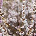 Forsítia-branca, Abeliophyllum distichum: cultivo e manutenção