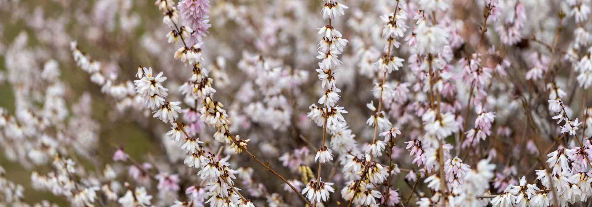 Forsítia-branca, Abeliophyllum distichum: cultivo e manutenção