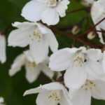 Deutzia: as variedades mais bonitas
