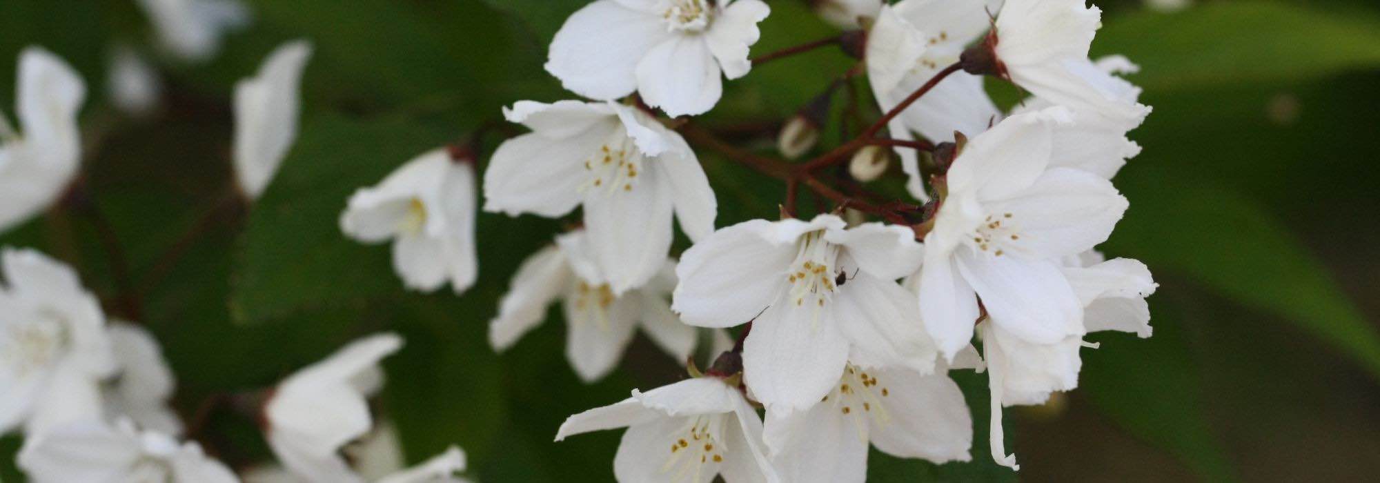 Deutzia: as variedades mais bonitas