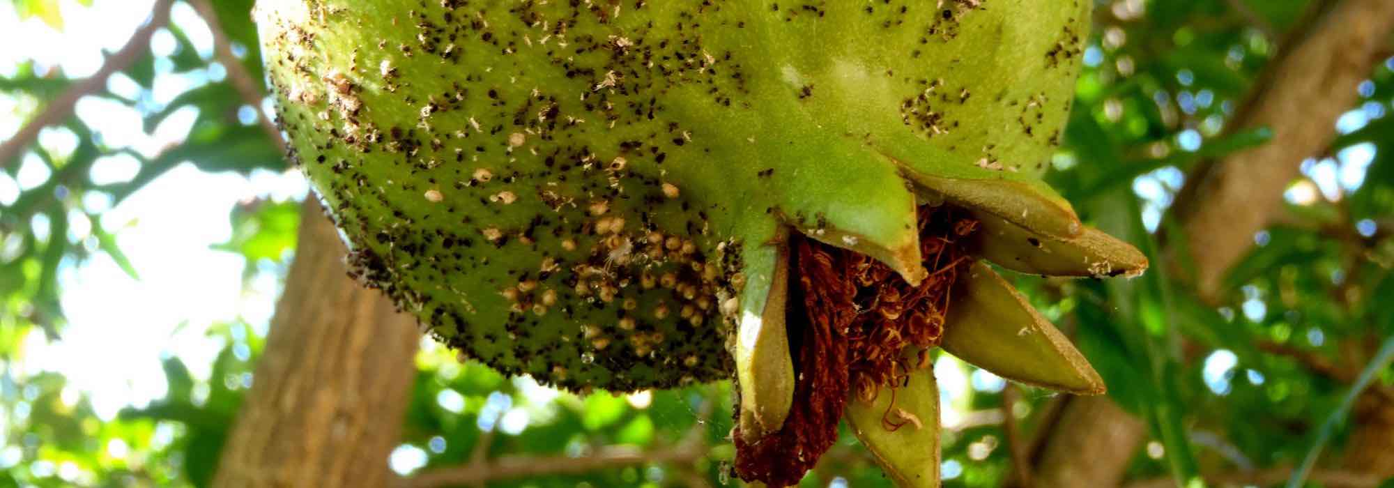 Doenças e pragas da romãzeira