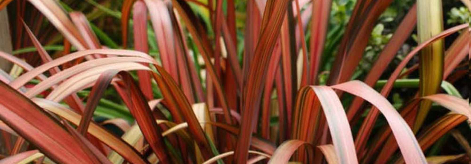 Como cultivar linho-da-Nova Zelândia em vaso?