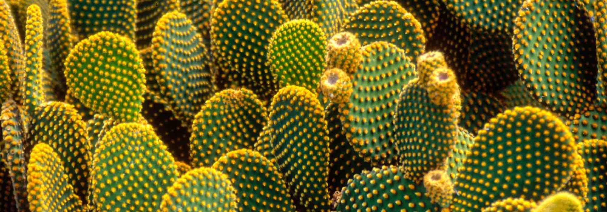 5 cactos-estrela e orelhas-de-porco resistentes ao frio e à seca