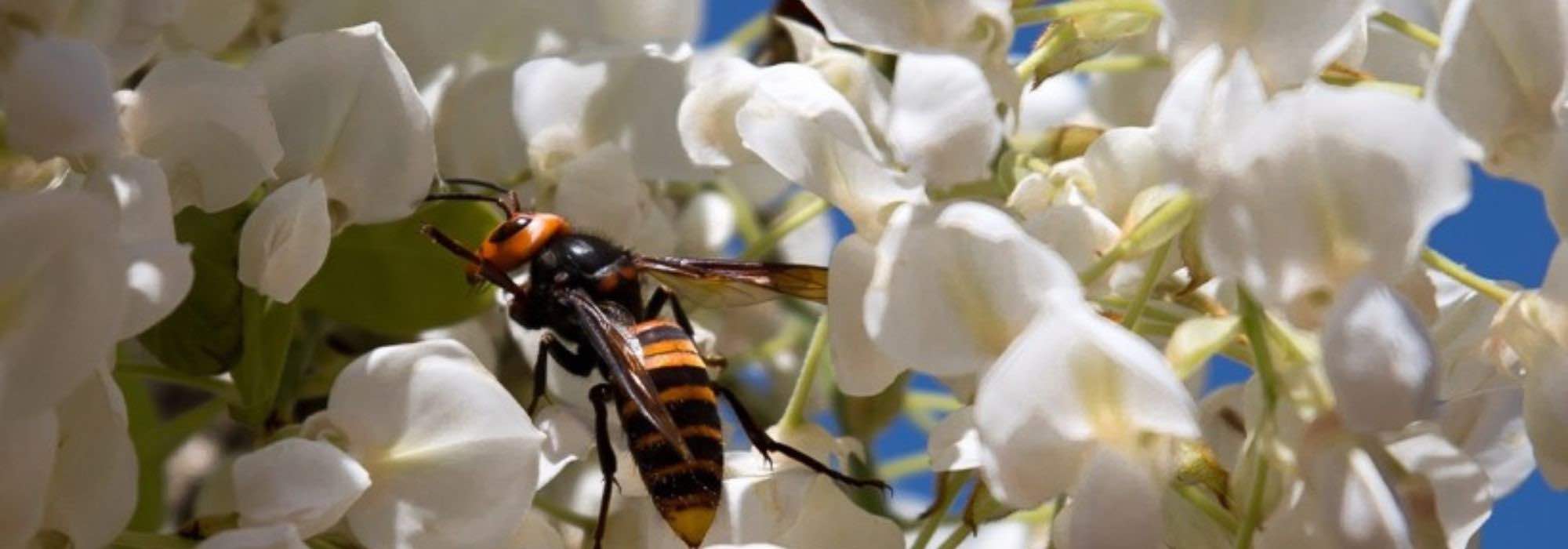 Glicínias: as mais perfumadas