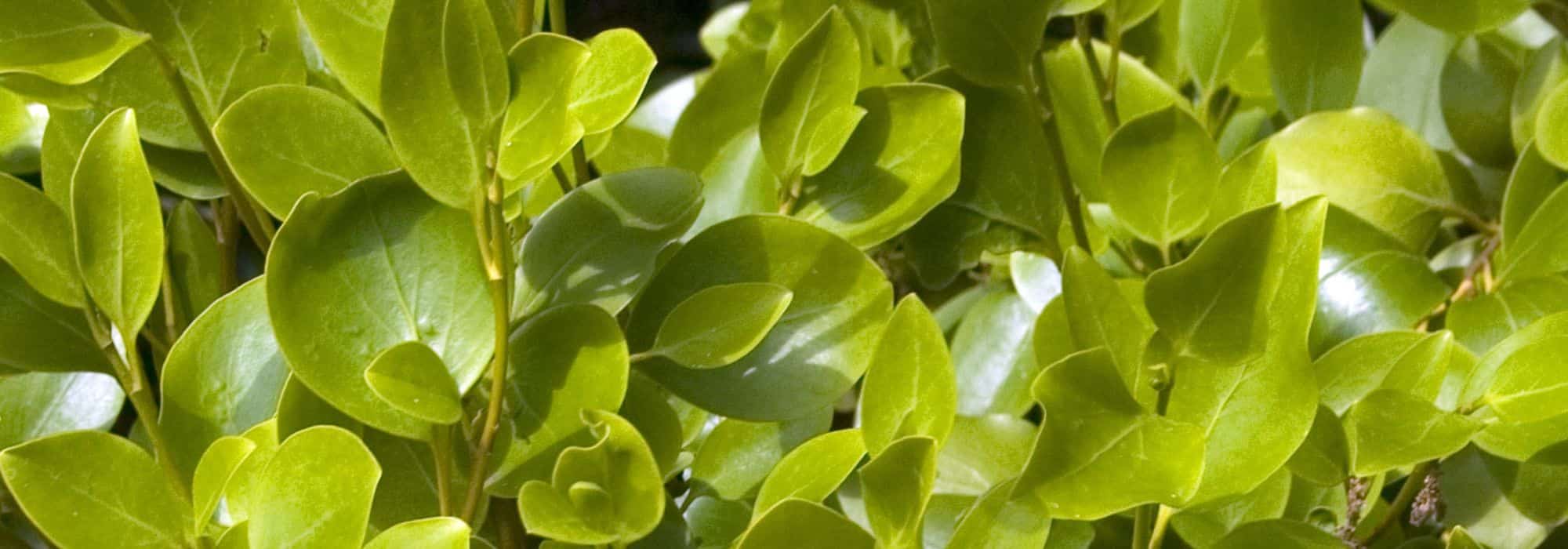 Griselinia: Como criar e manter uma sebe?