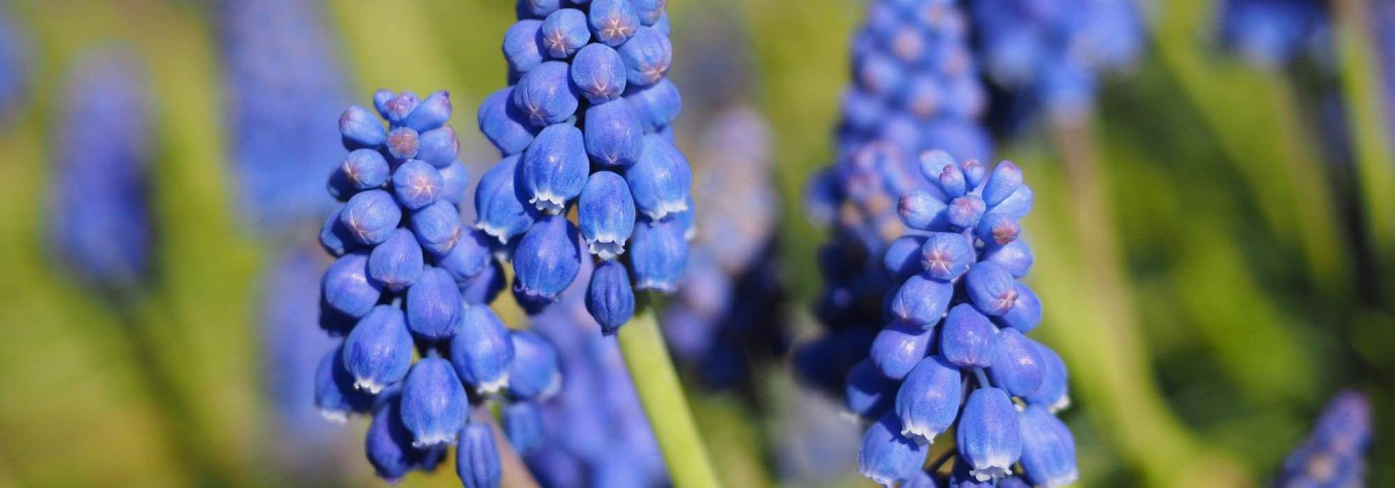 Cultivar uvas-de-jacinto em vaso