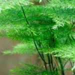 As plantas de interior mais fáceis de cultivar