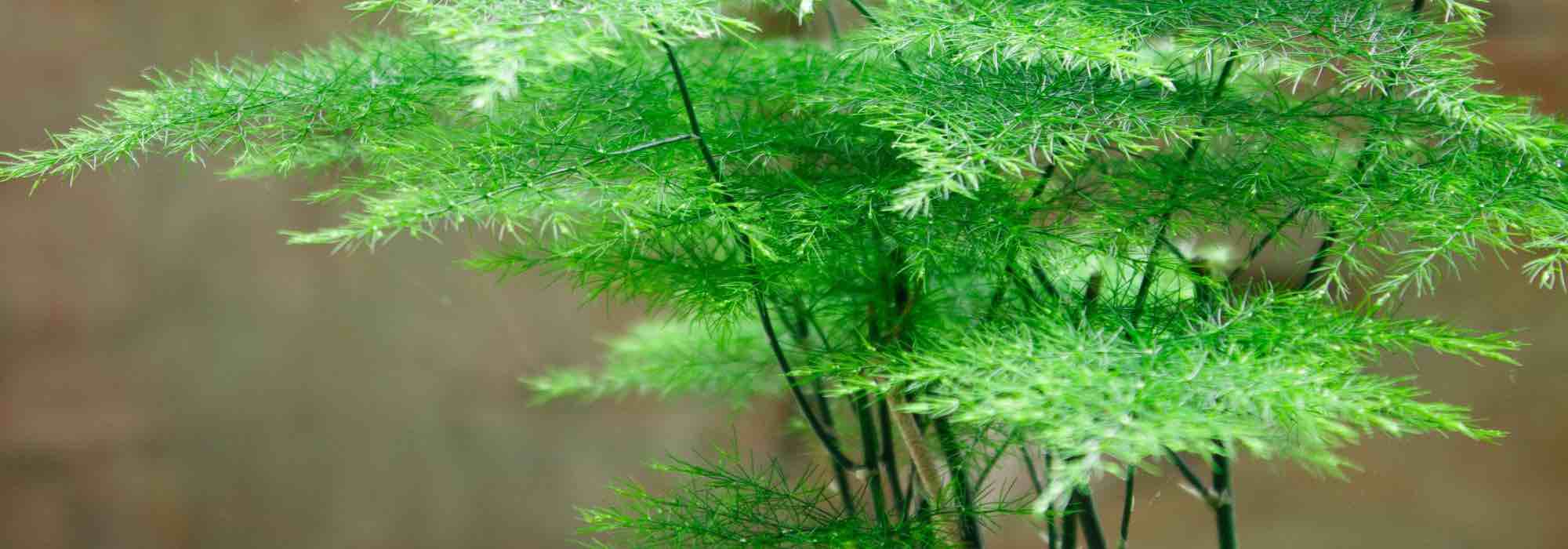 As plantas de interior mais fáceis de cultivar