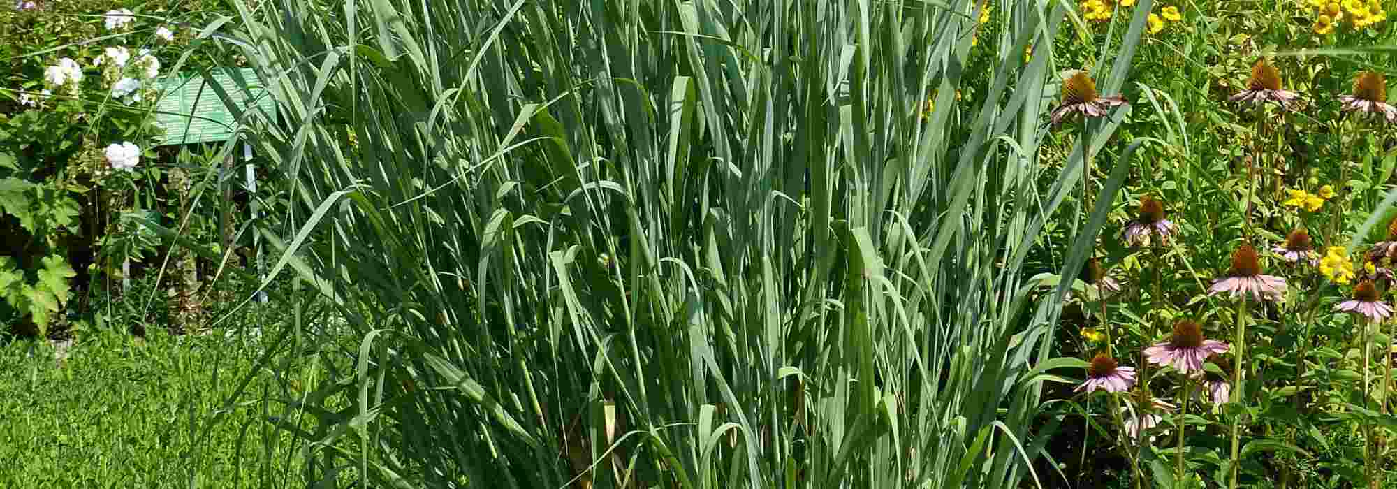 Panicum: as melhores variedades