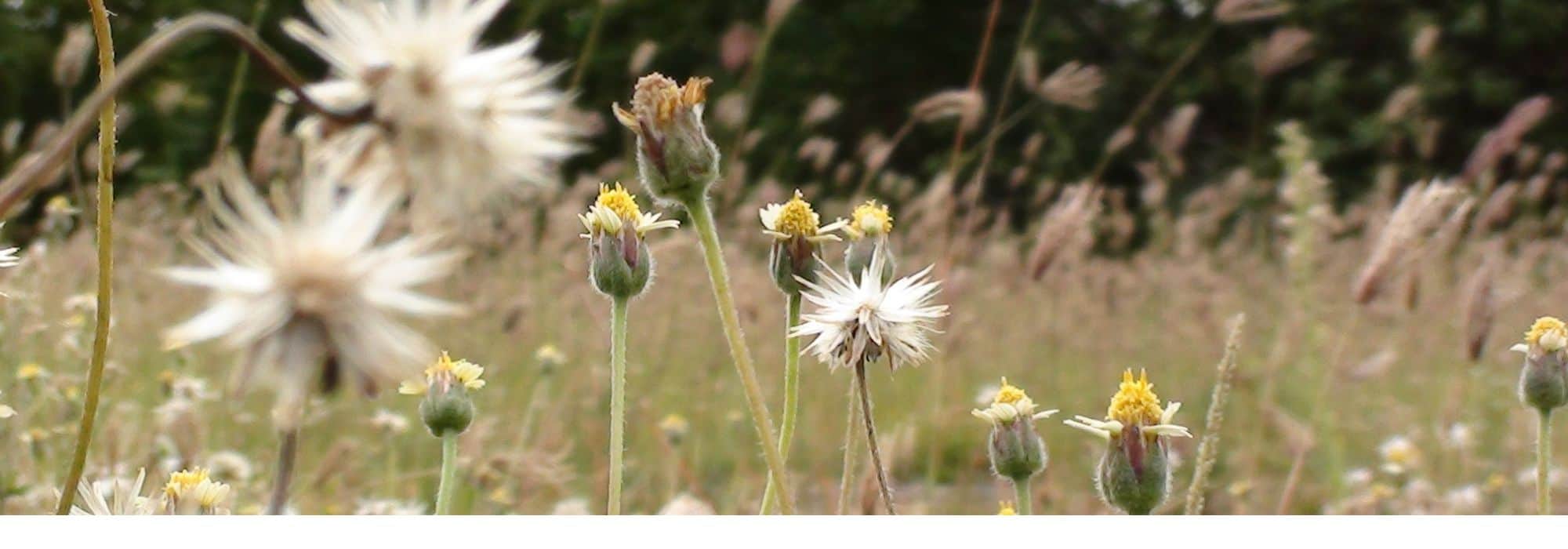 As plantas bioindicadoras: o que são?