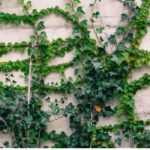 O interesse das plantas trepadeiras em permacultura