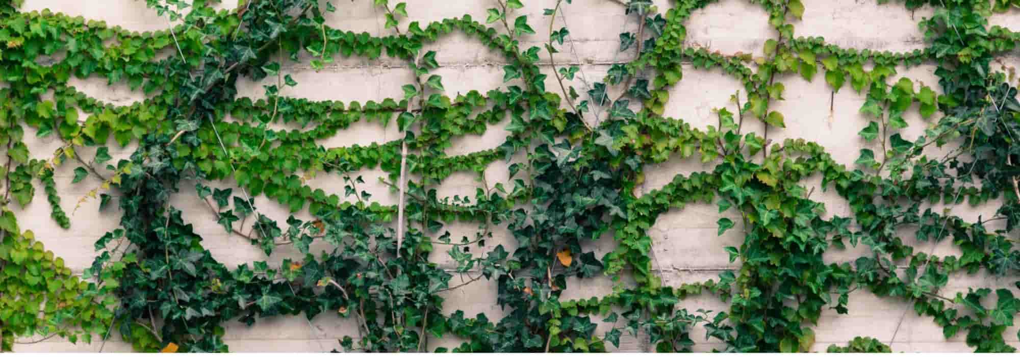 O interesse das plantas trepadeiras em permacultura
