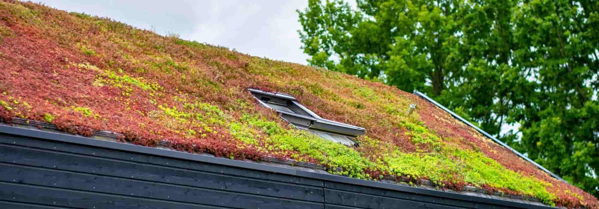 7 plantas para uma cobertura ajardinada