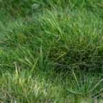 Alternativa à relva: plantar Zoysia