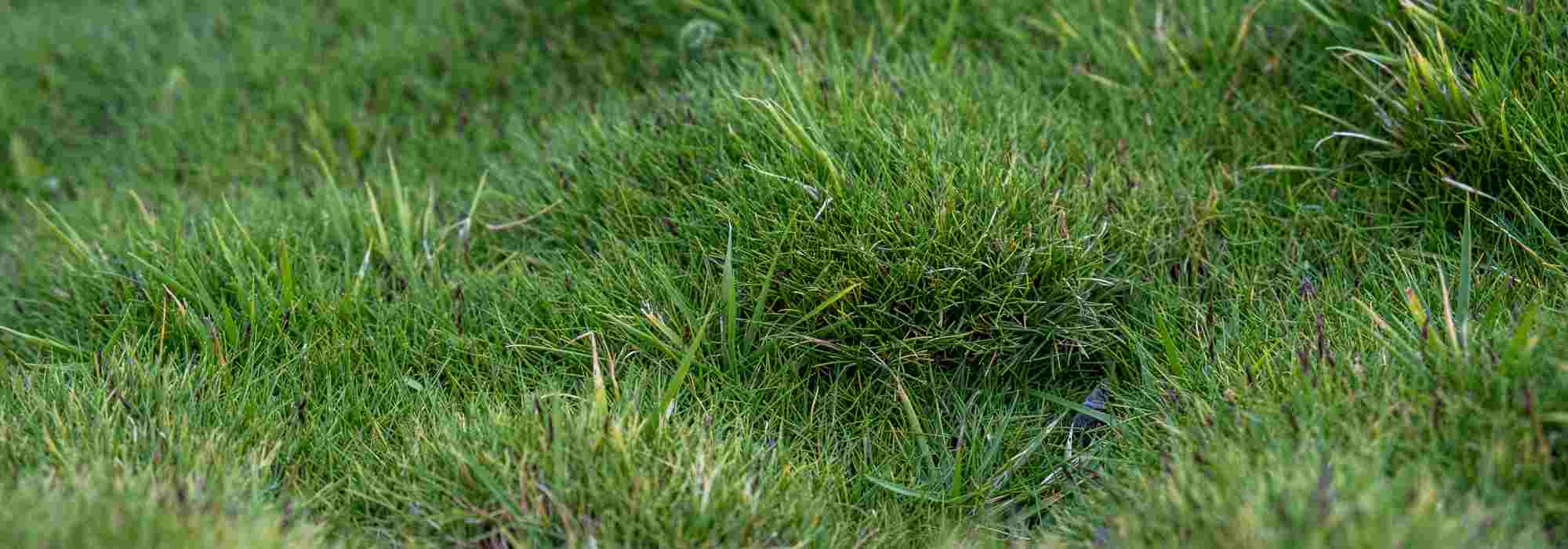 Alternativa à relva: plantar Zoysia