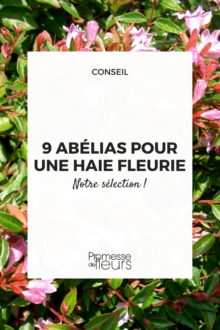 abélia