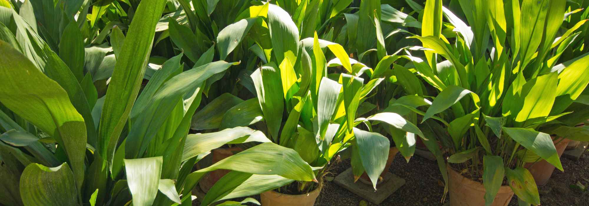 Aspidistra: cultivo e cuidados