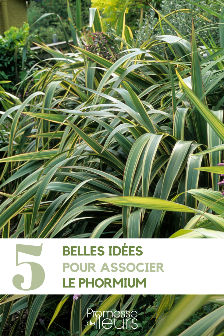 Phormium linho-da-Nova Zelândia