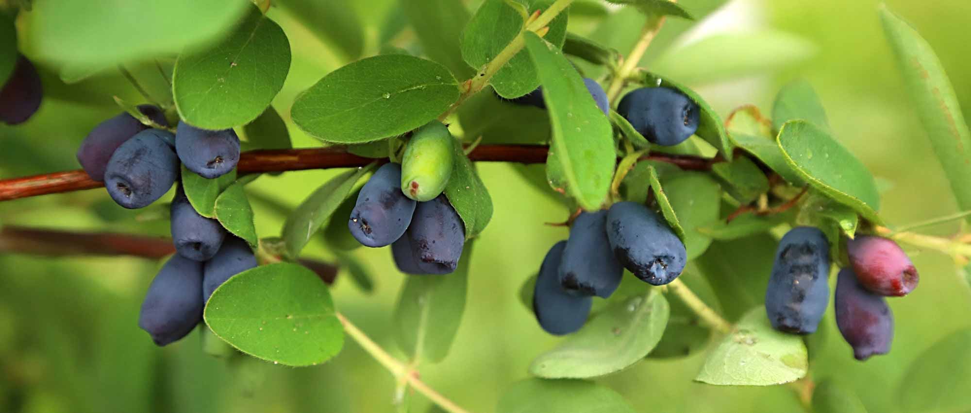 10 bagas comestíveis pouco conhecidas