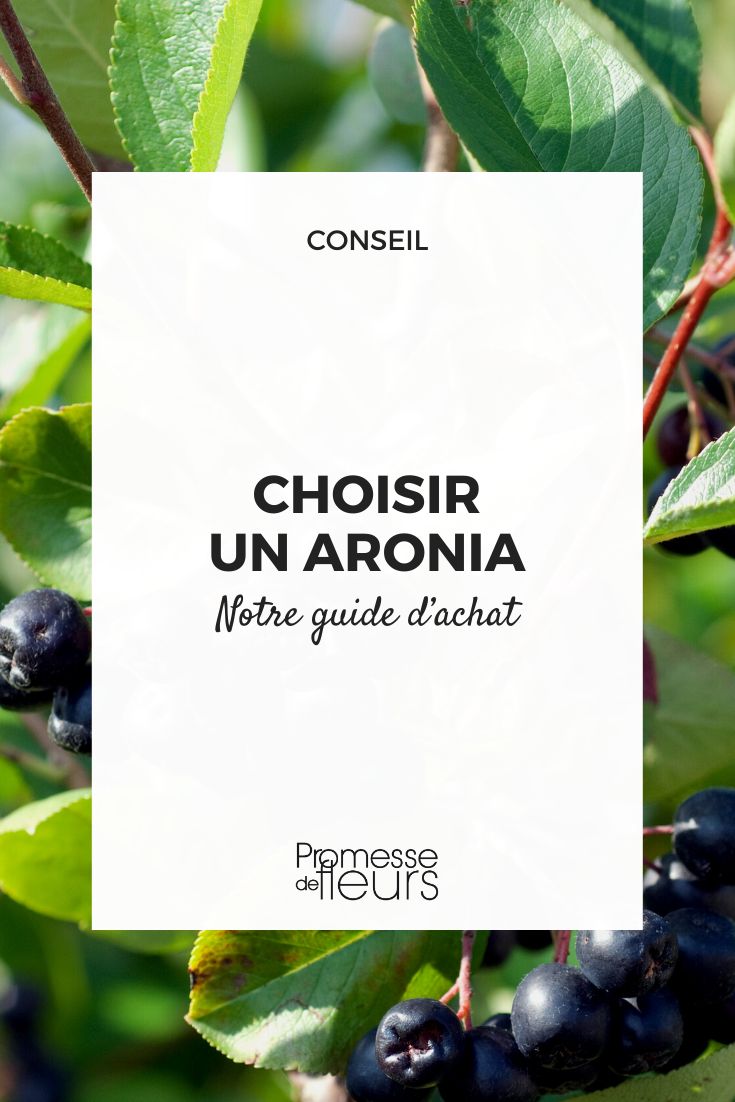 Guia de compra de arónias