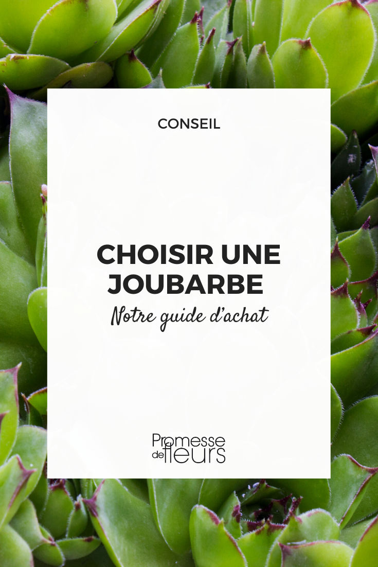 Guia de compra de sempre-vivas Sempervivum