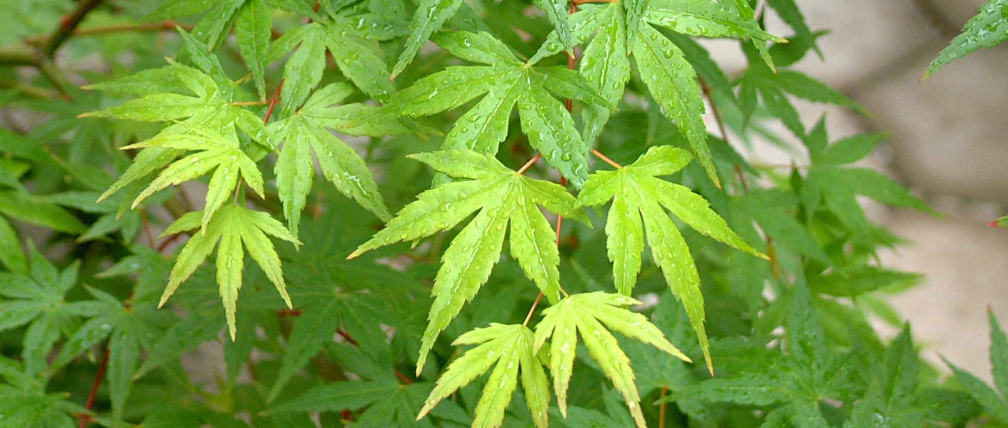 6 bordos japoneses de folhagem verde