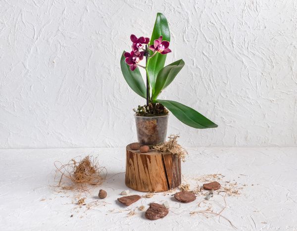 Como mudar uma orquídea de vaso?