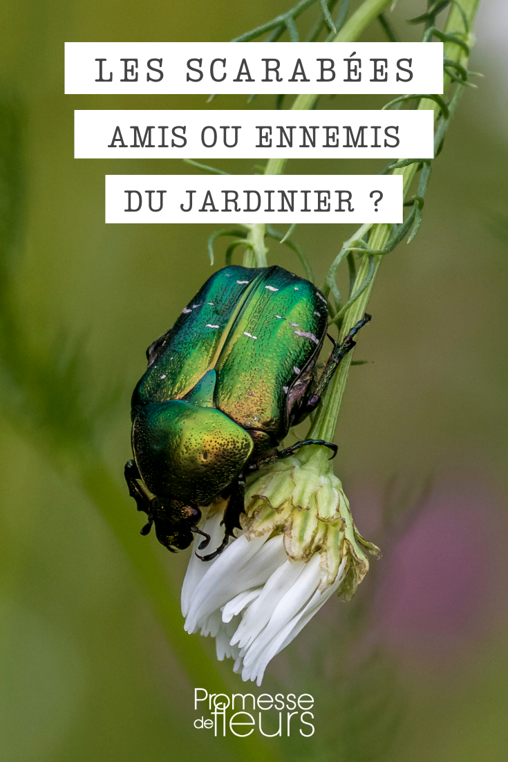 Os diferentes escaravelhos no jardim