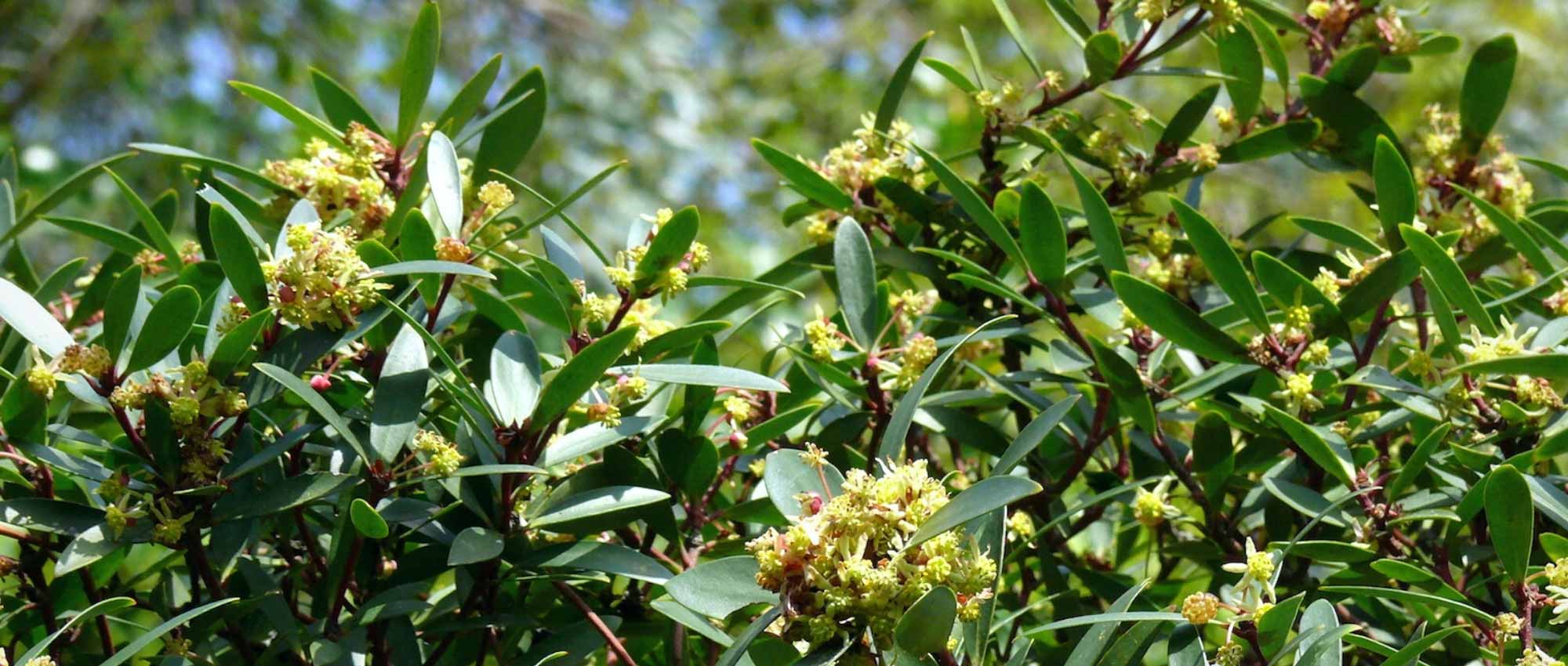 Pimenta-da-tasmânia: cultivo e manutenção em plena terra ou em vaso