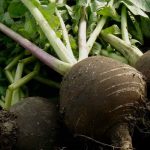 Como cultivar rabanete preto com sucesso?
