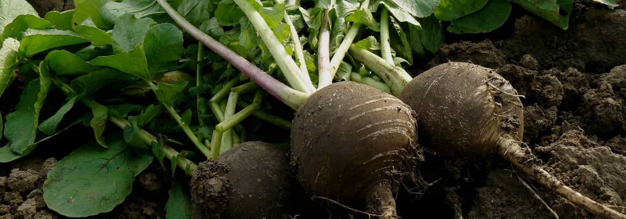 Como cultivar rabanete preto com sucesso?