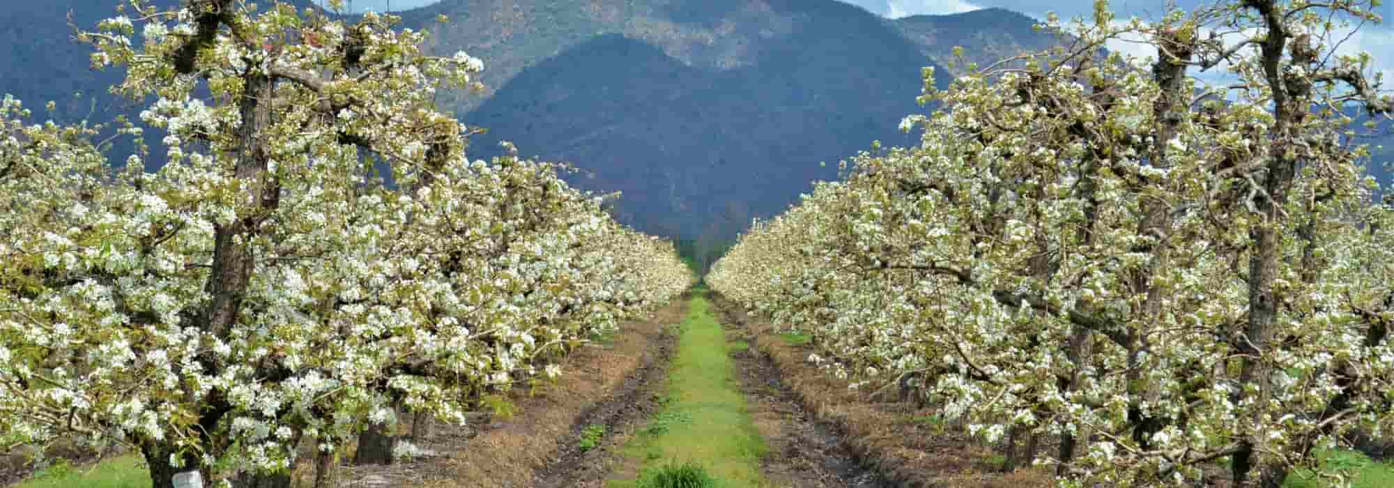 Proteger as árvores fruteiras das geadas tardias